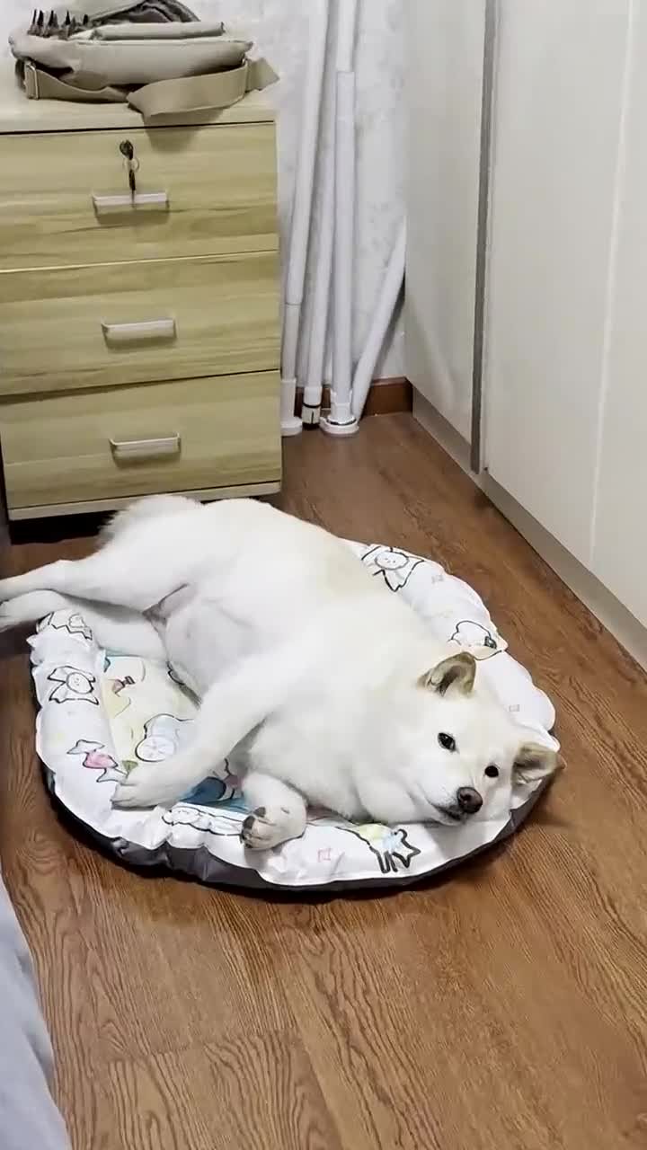 傻狗