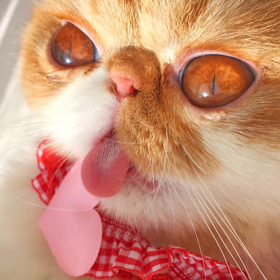 🐈屁屁猫