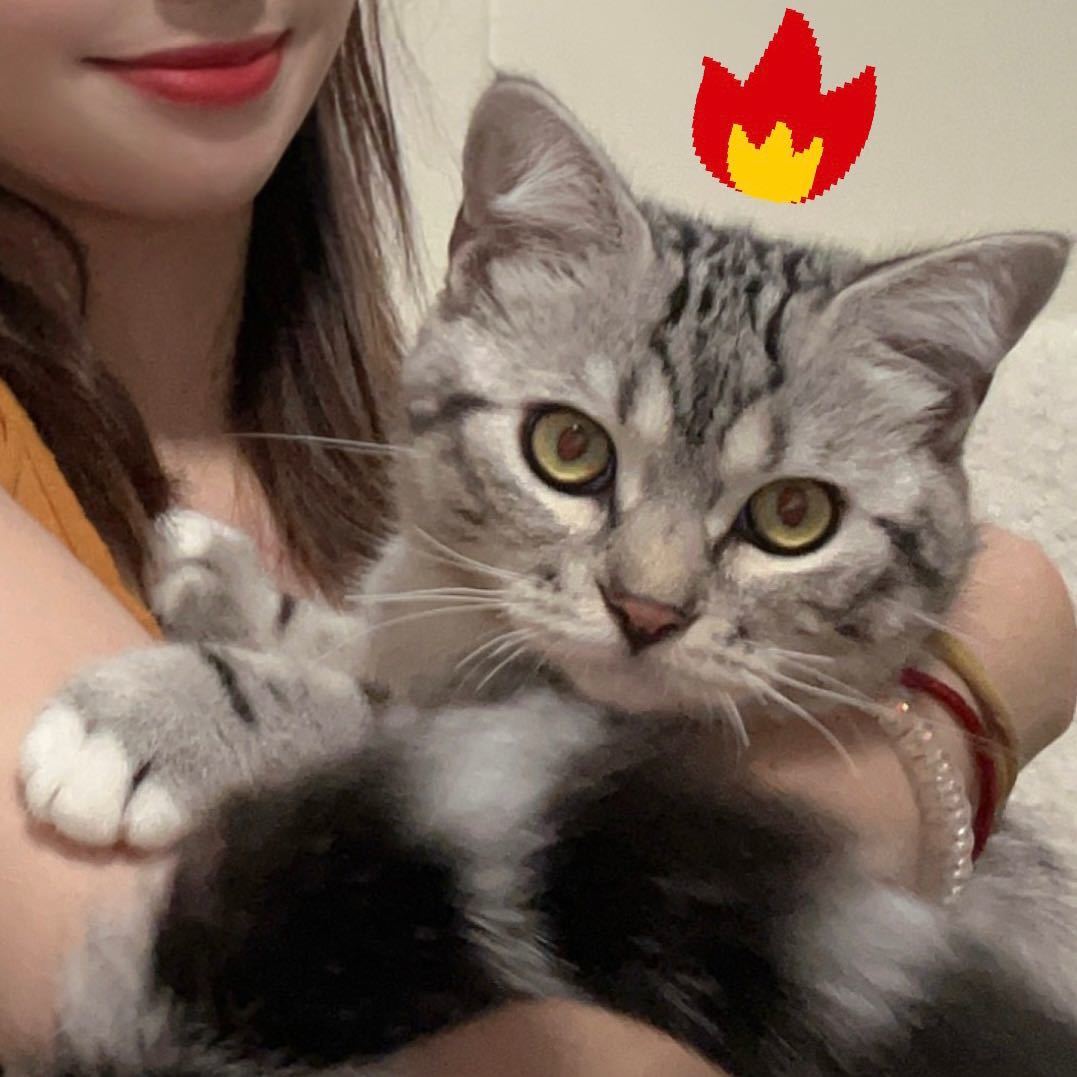 猫猫猫猫BA