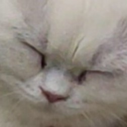 椰子