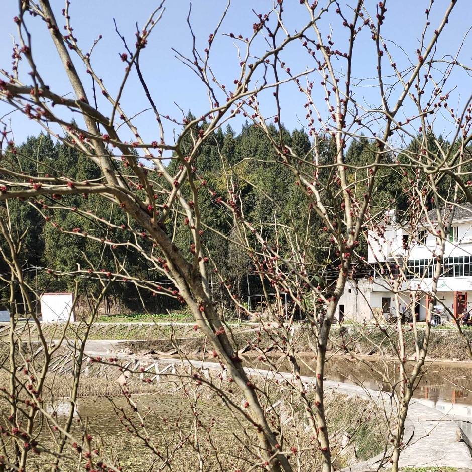 龙