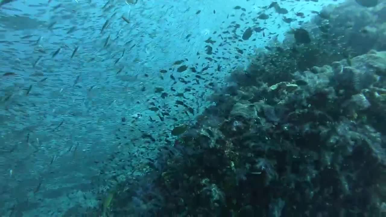  scuba  Diving 