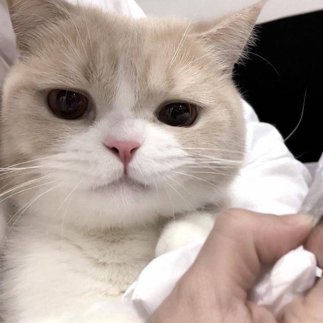 陈嘻嘻