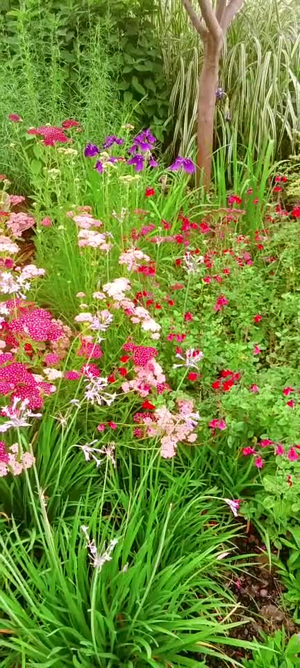 来看看，哪些花你见过