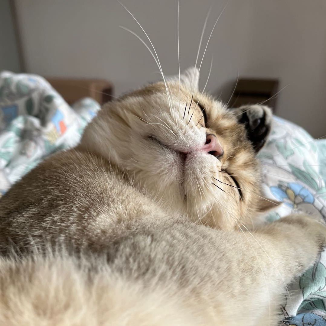 朝歌