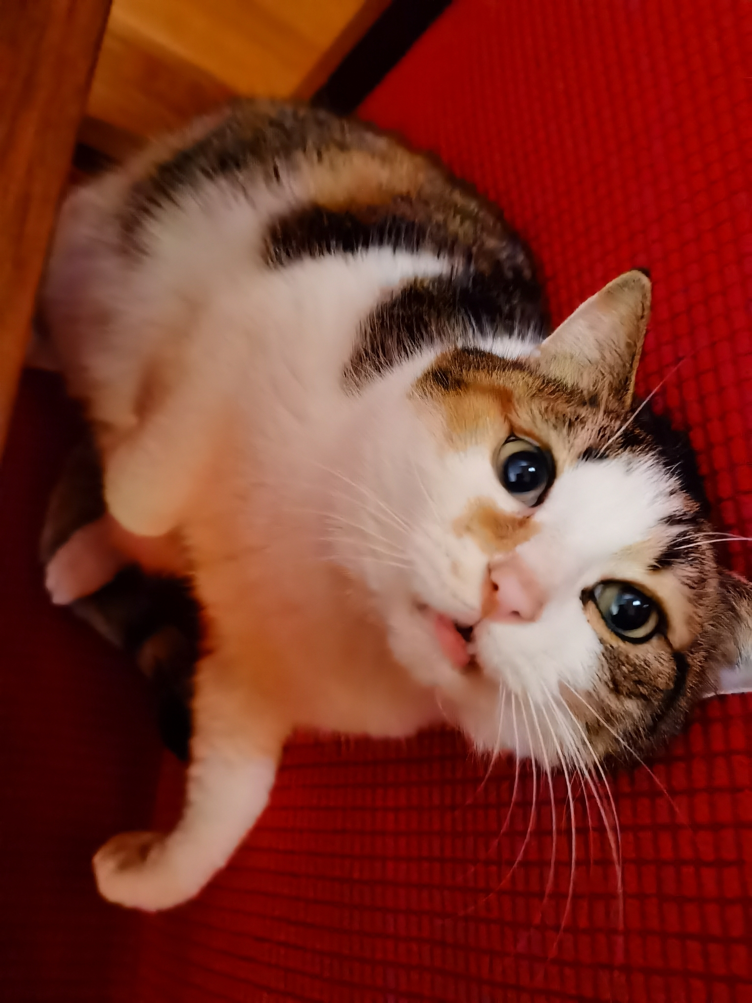 上海-嘉定-温馨小窝,干净治愈,不限性别,市井烟火气,老友记,慢时光,LGBTQ友好,宠物友好