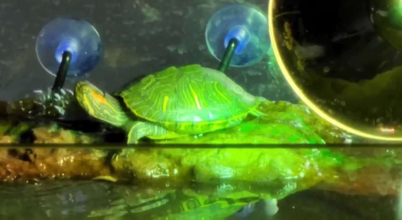 Love my terrific turtles 