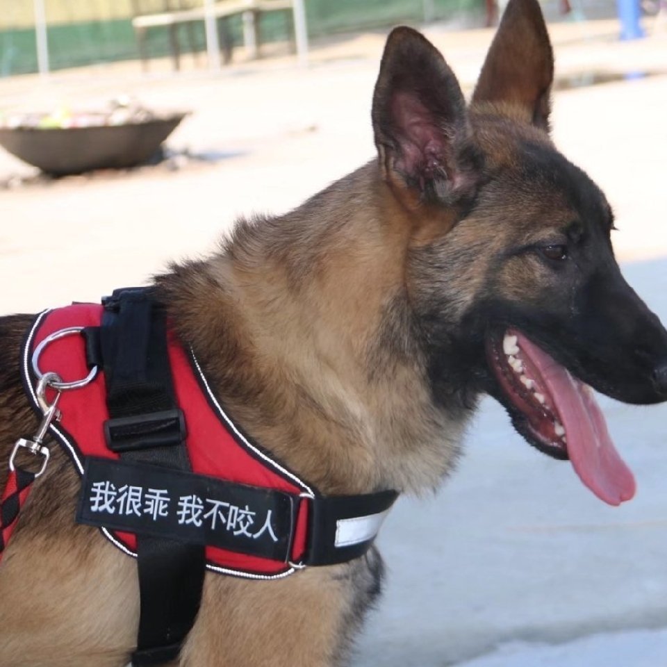 yuanyuan