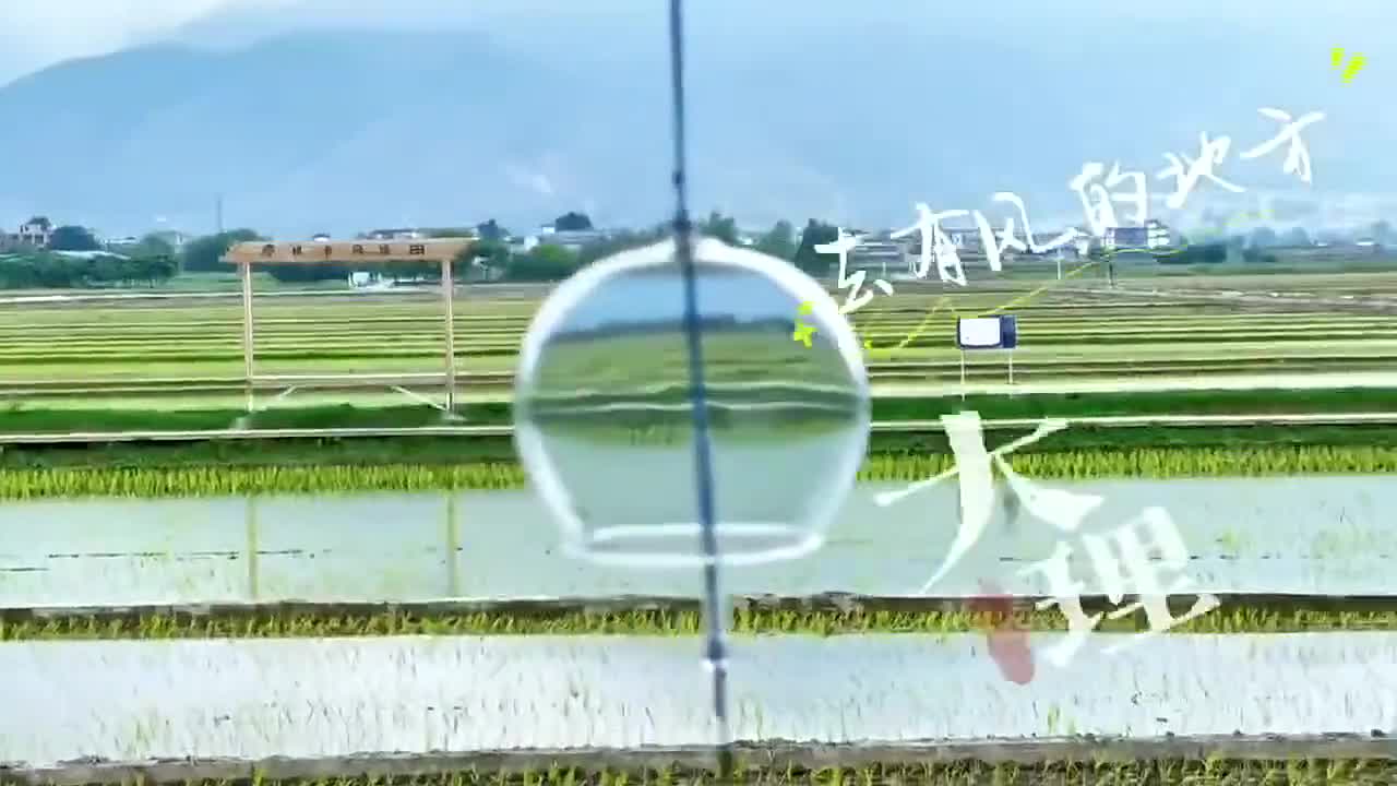 风吹麦田 海风拂面