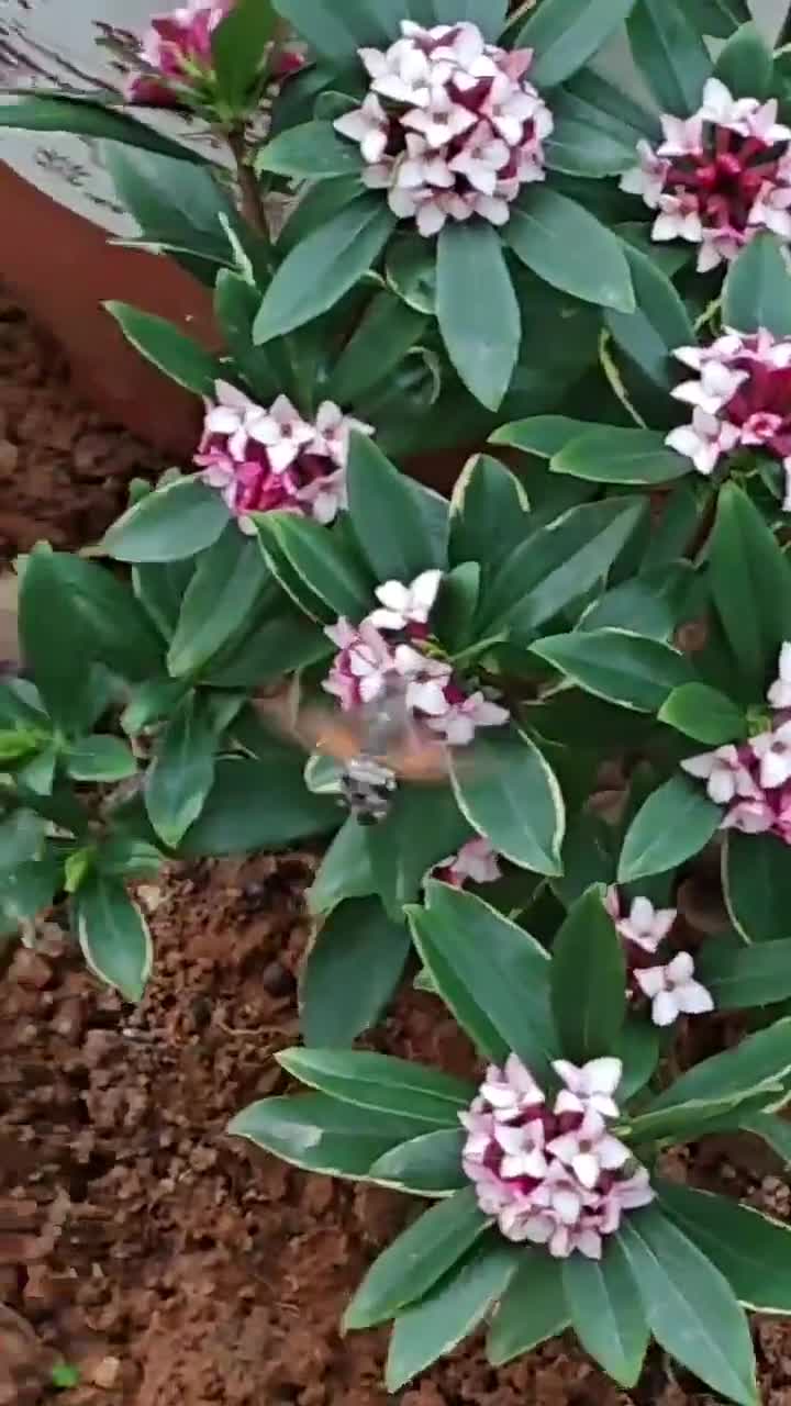  神仙房东看看我  花香引得蜜蜂来，