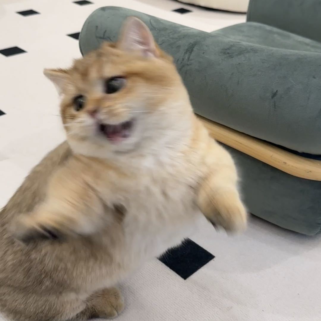 鹅鹅鹅