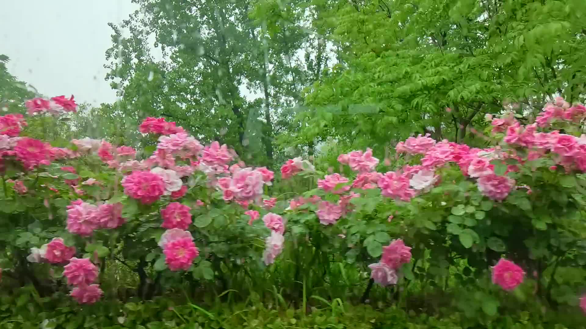 我交的税，开花了