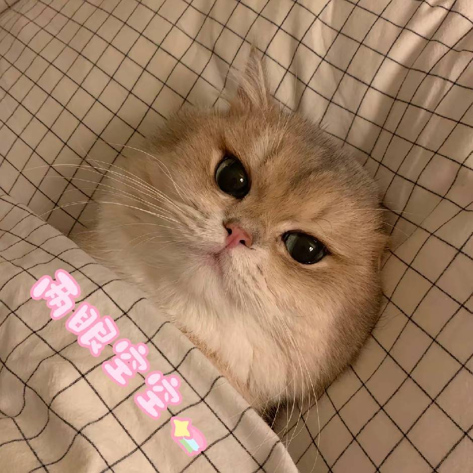 姗子