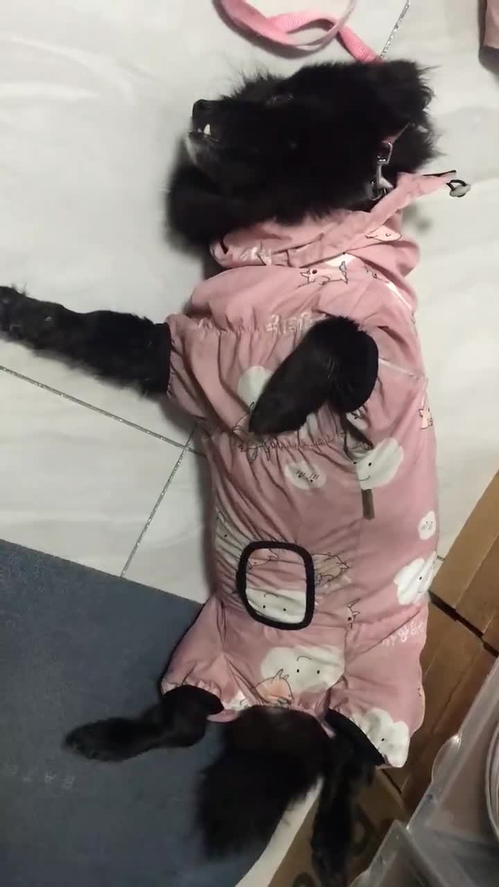  狗狗 眼睛都不带眨的😄雨天遛狗等擦脚
