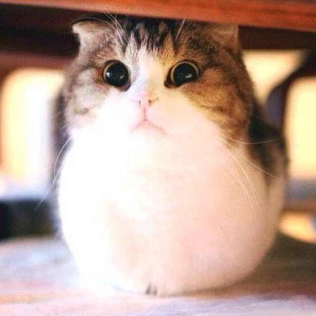 陈以猫