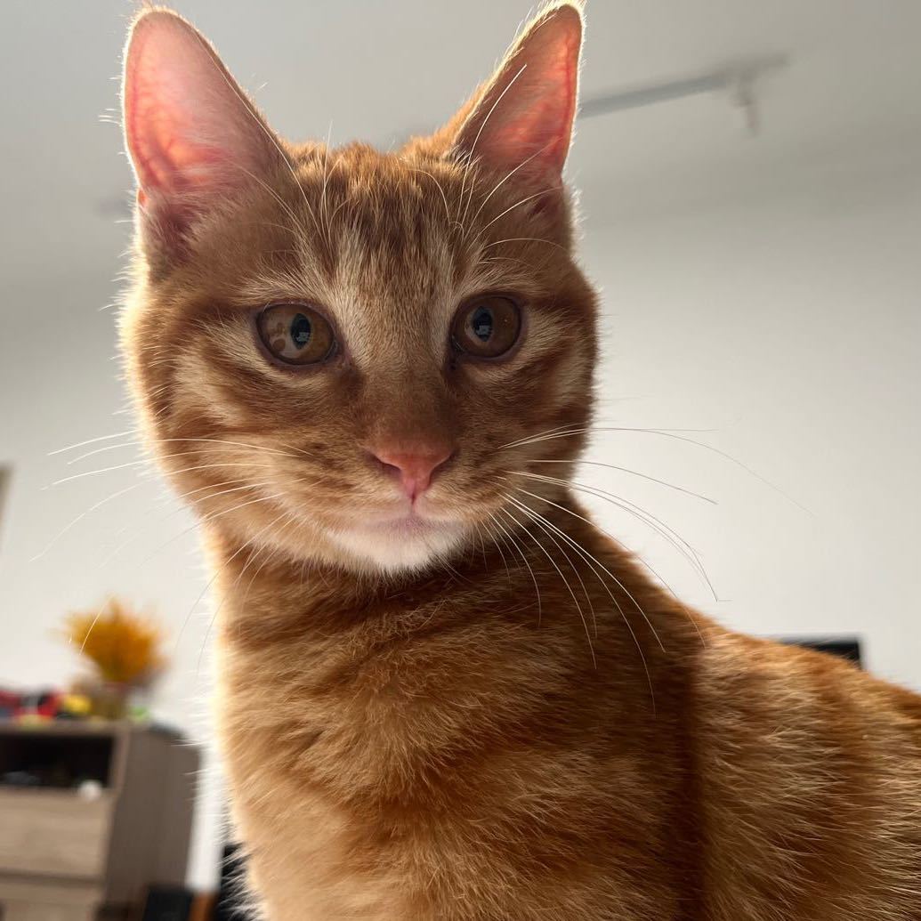 熊猫可可Z