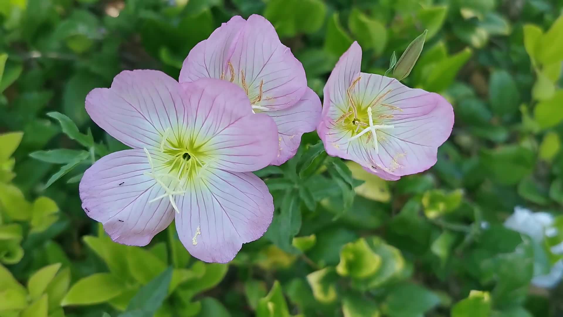小蚂蚁的花花世界