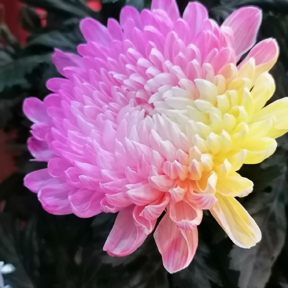 采菊东篱下 
