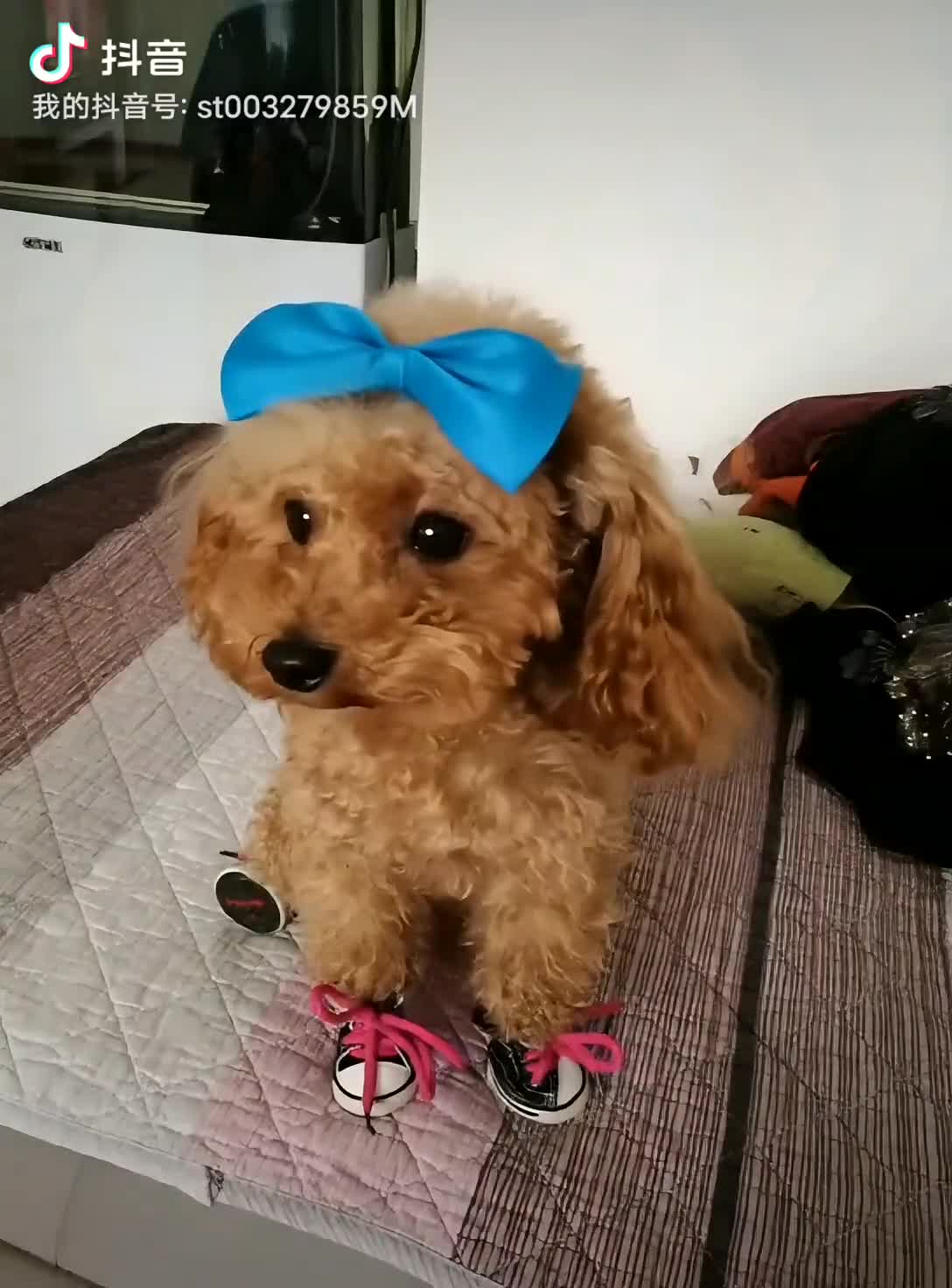 娱乐一下！布丁坐鱼船飞走了😂😂