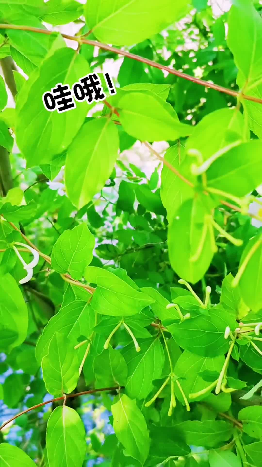 西溪湿地 纯野货
