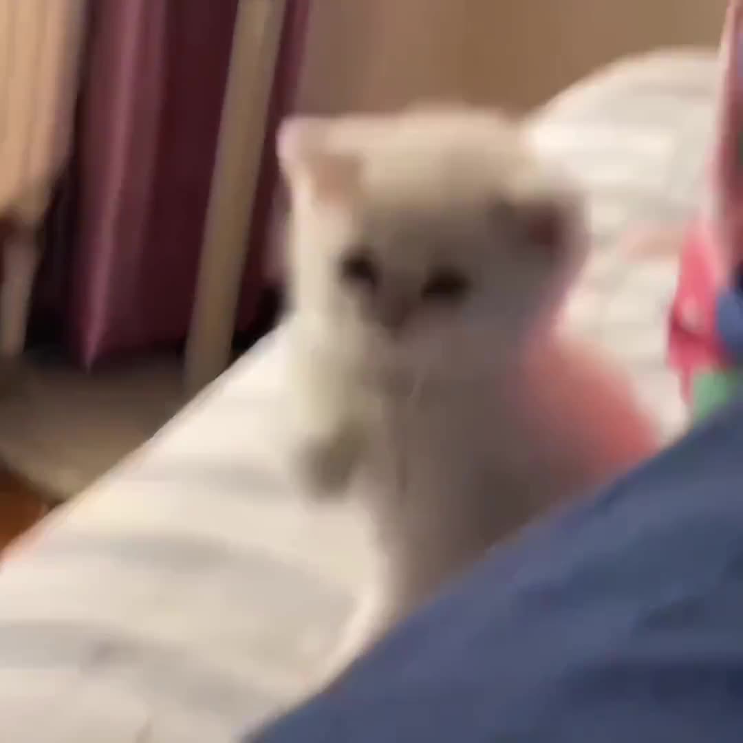 小猫咪有啥坏心思呢