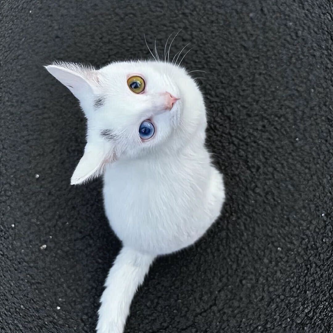 ido
