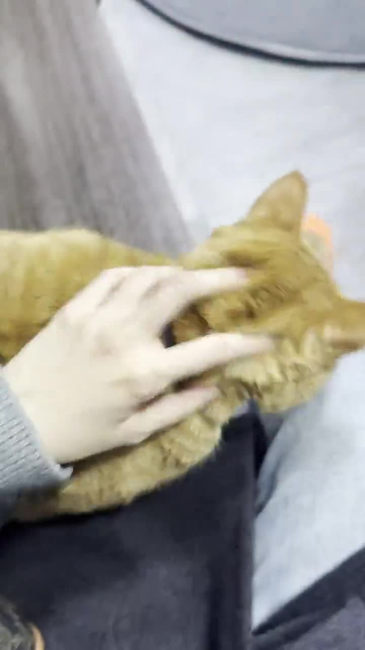 偶遇大橘猫