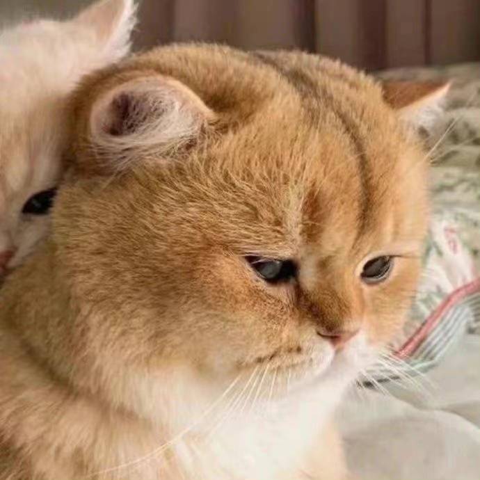 莫桑比克