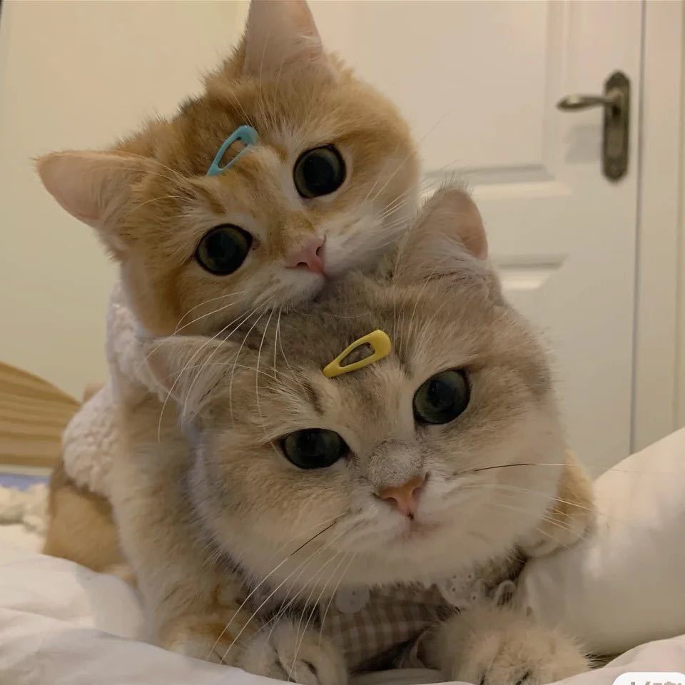 可可