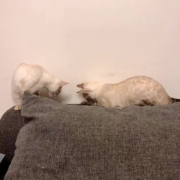虎斑暹罗 好可爱！！！两只！ Siamese cats