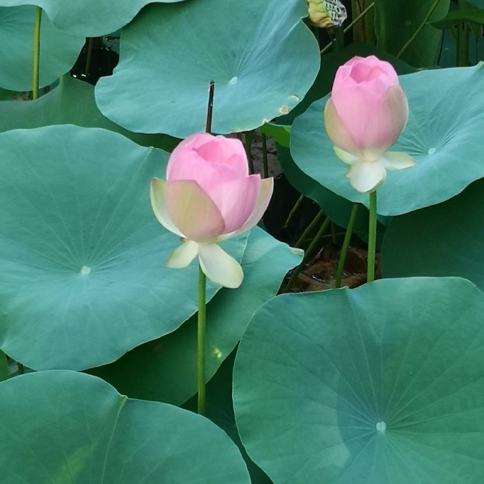 菡