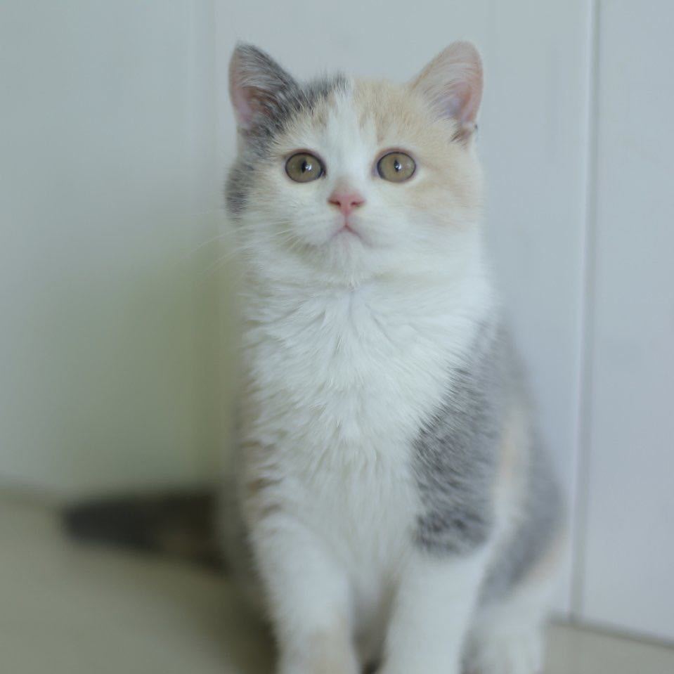 胡子🤗