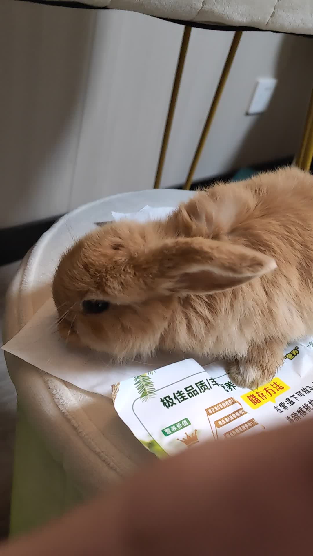 征名🐰 萌宠 