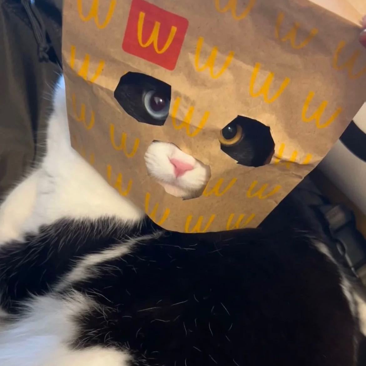 麦麦猫