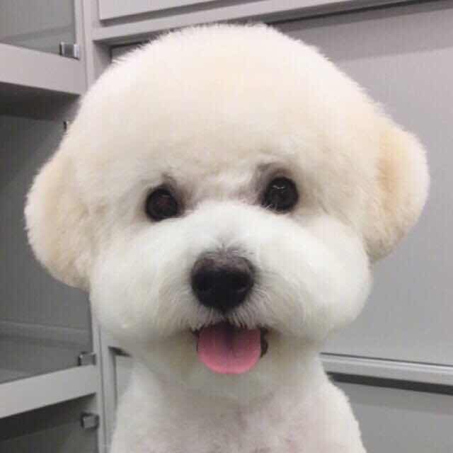 hong