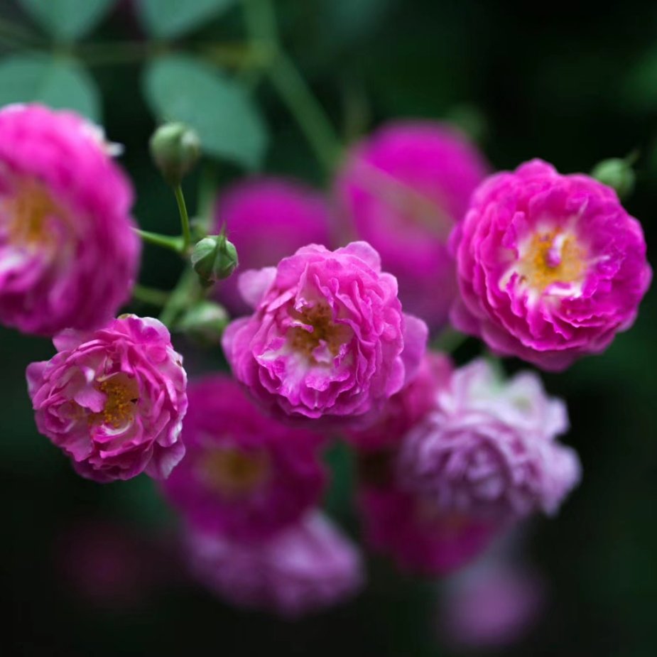 蔷薇 คิดถึง