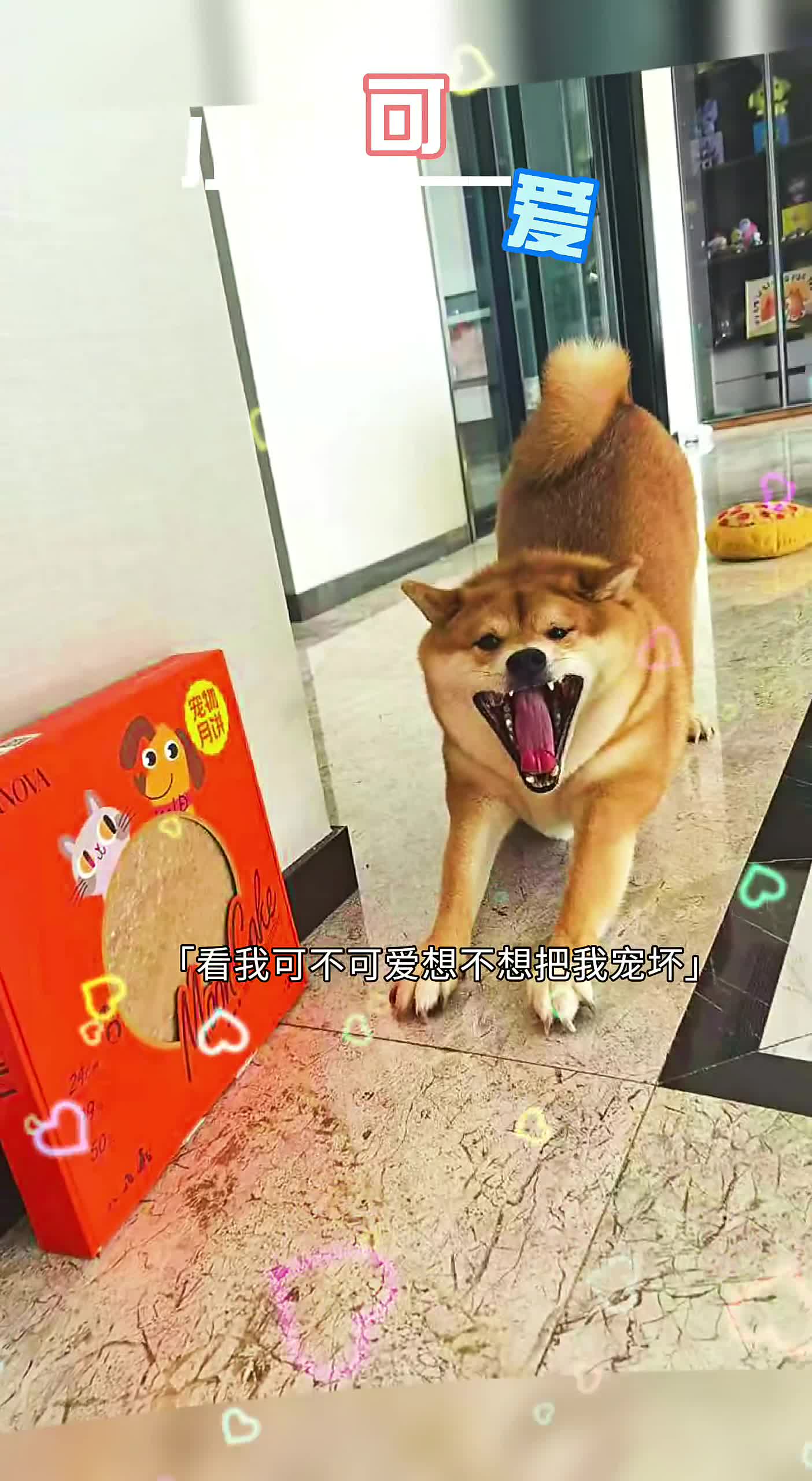 铲屎官的乐趣
