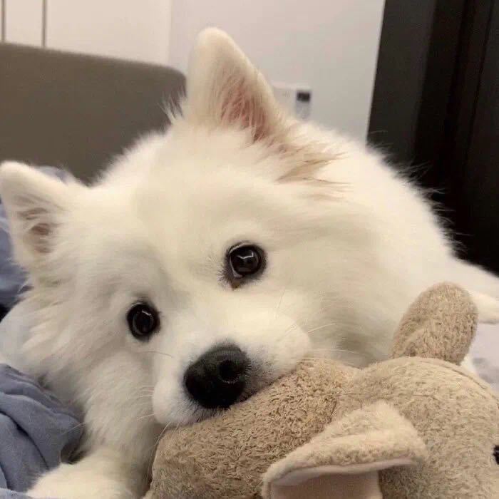 Klaus