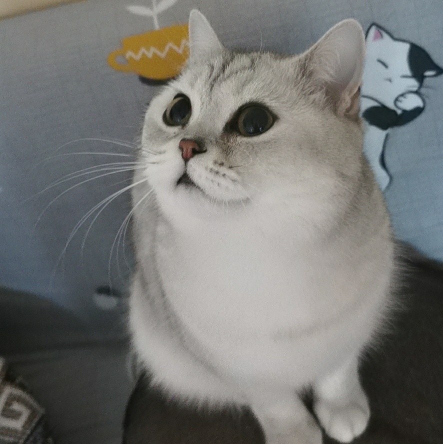 任秋燕