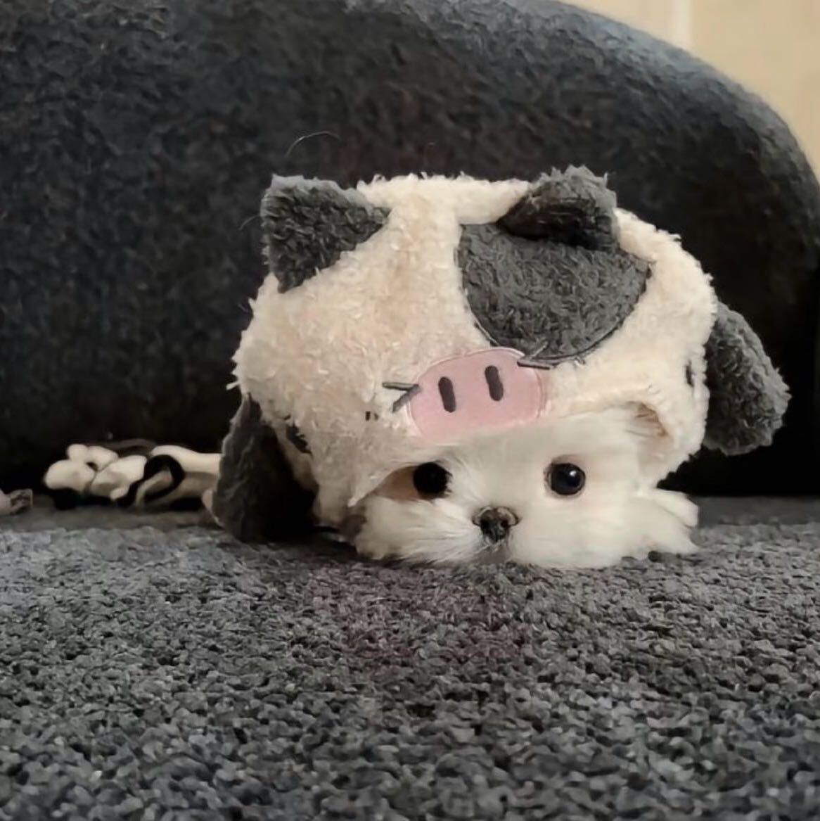 ᝰꫀꪶꪖρડ꧖ꦿ🐋
