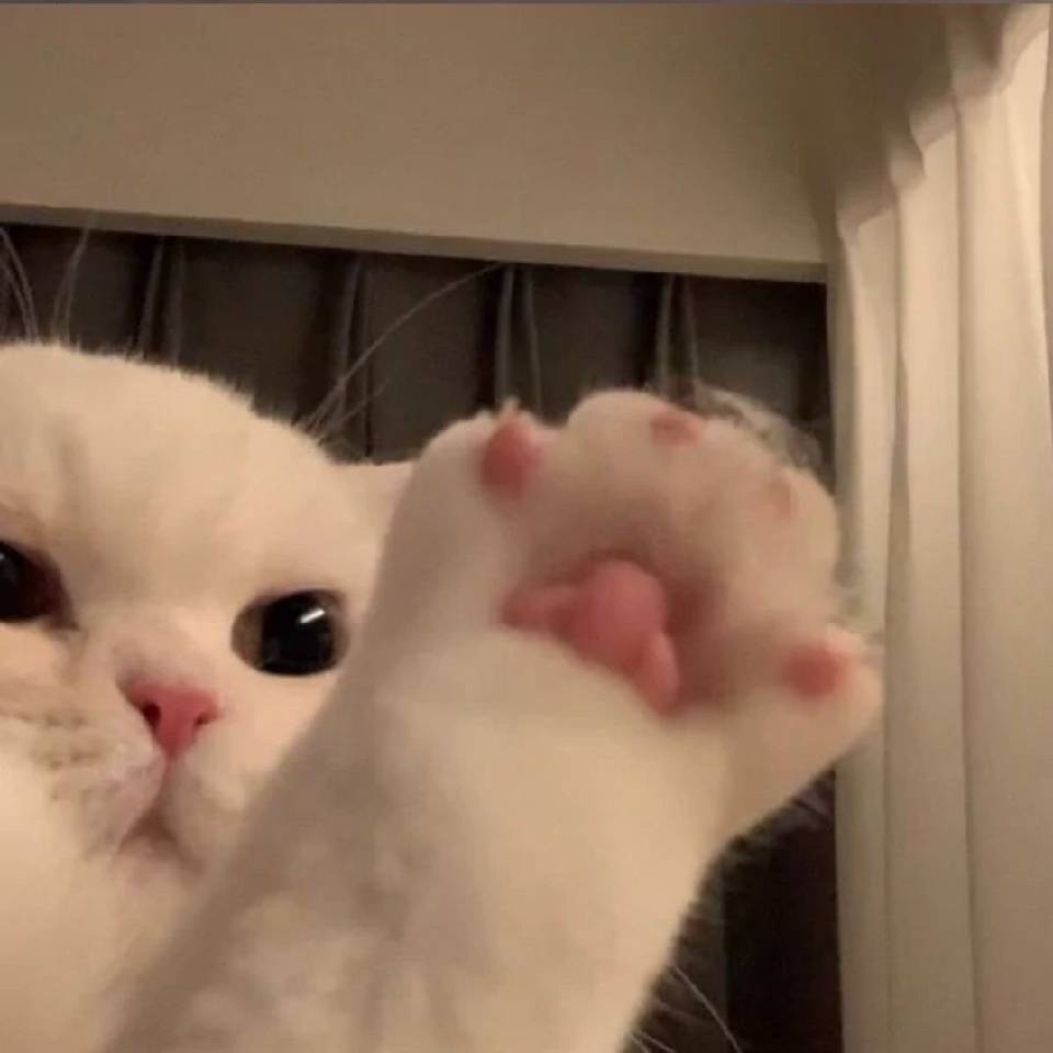 ʕ •ᴥ•ʔ