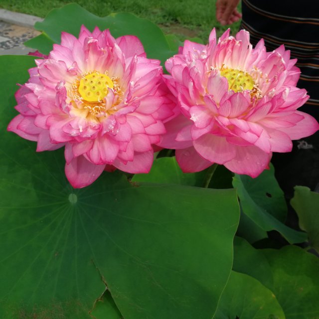 晨光宝贝