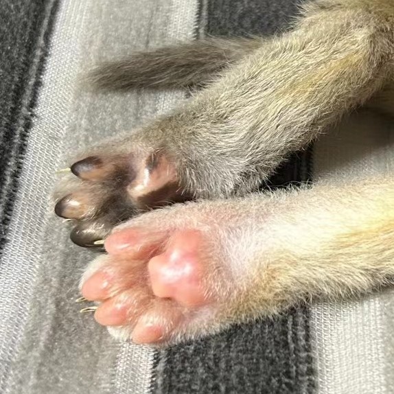 老猫大礼包