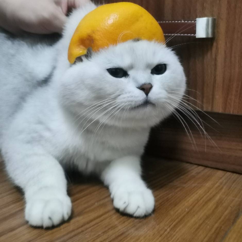 CcC