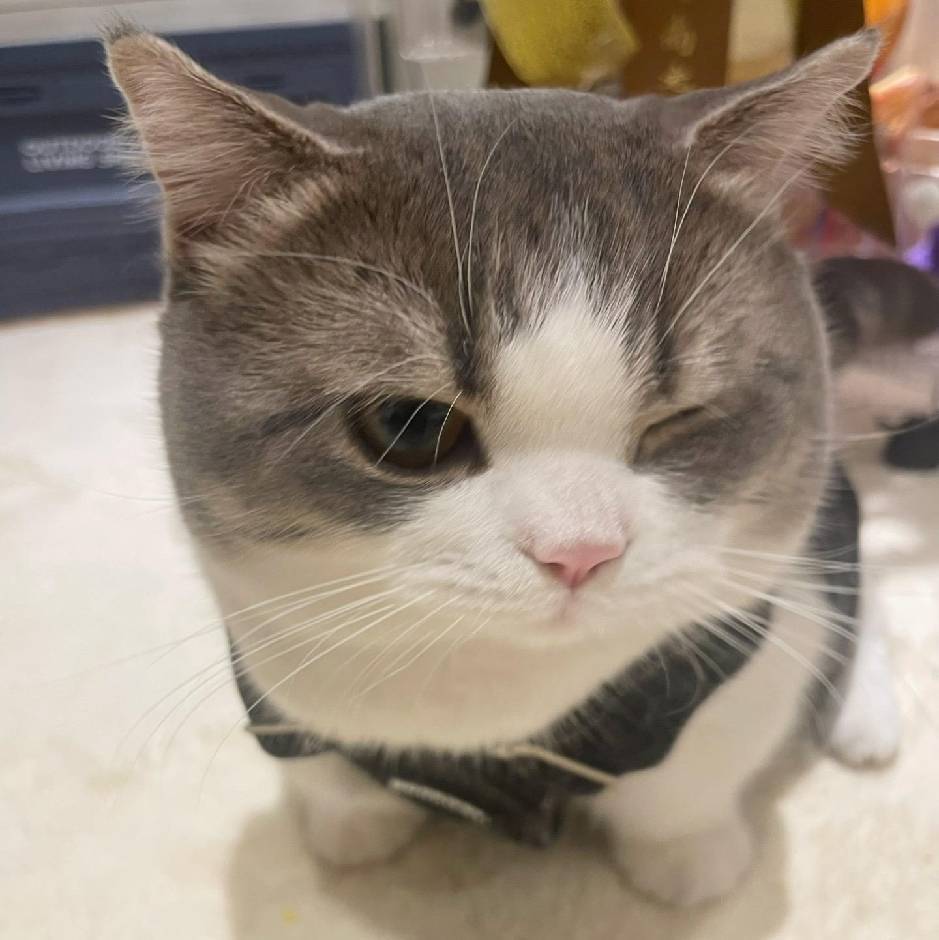 羊驼