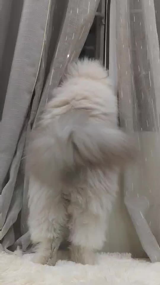 家有猫仙