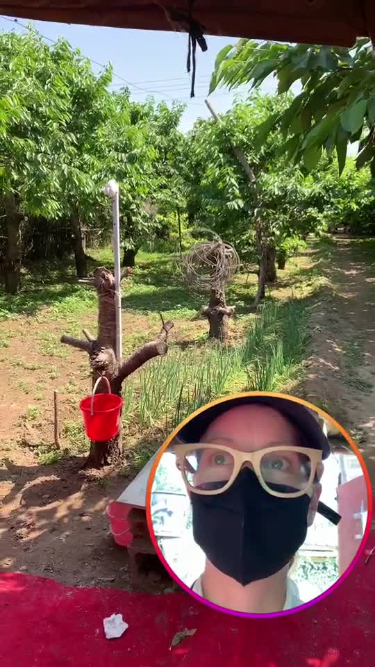 Picking cherries