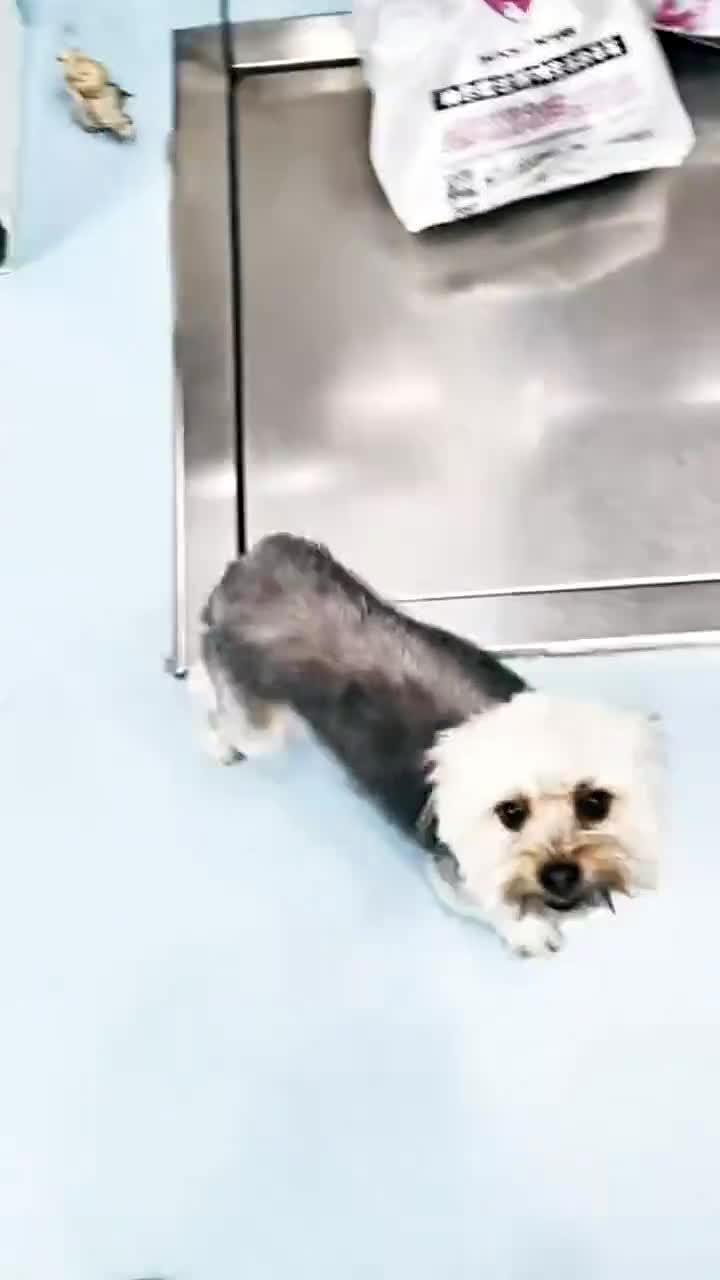 两个约克夏妹妹