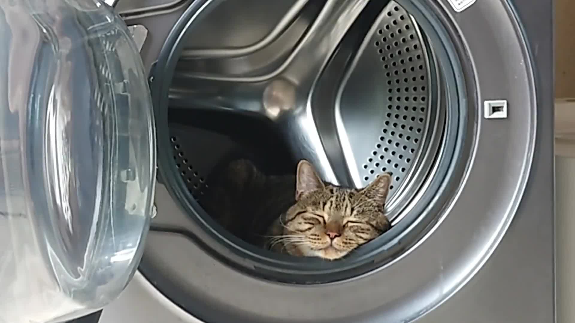 无忧无虑的生活虽然我没有，但是我的猫有啊