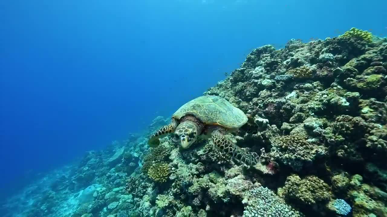 想探寻海洋奥秘的来找我，带你感受不一样的